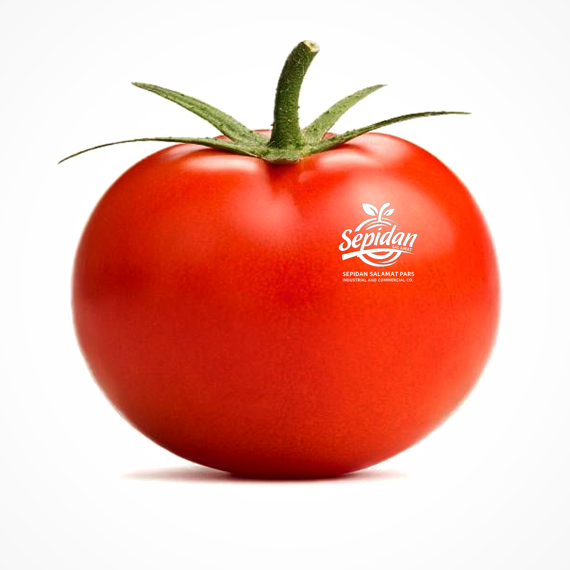گوجه فرنگی