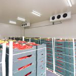 Peppers Vegetables in Boxes in Distribution Warehouse